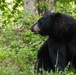 Two black bears roam around JBER