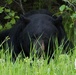 Two black bears roam around JBER
