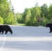 Two black bears roam around Joint Base Elmendorf-Richardson
