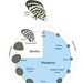 Zebra Mussels (6)