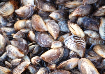 Zebra mussels (8)