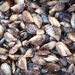 Zebra mussels (8)