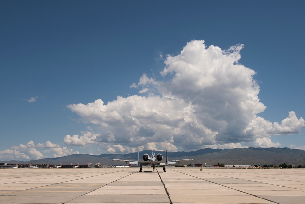 Warthog in Waiting
