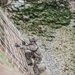 Ranger Ascends Cliff-Face