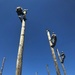 NCTC Gulfport Prepares Seabees to Work on Utility Poles