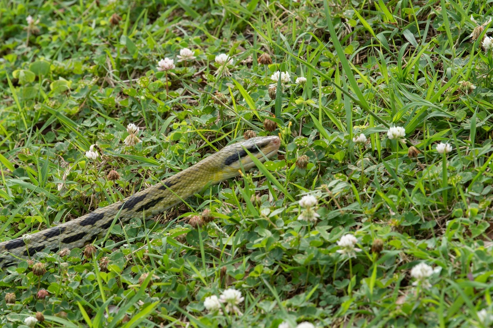 Okinawa Snake Safety 101