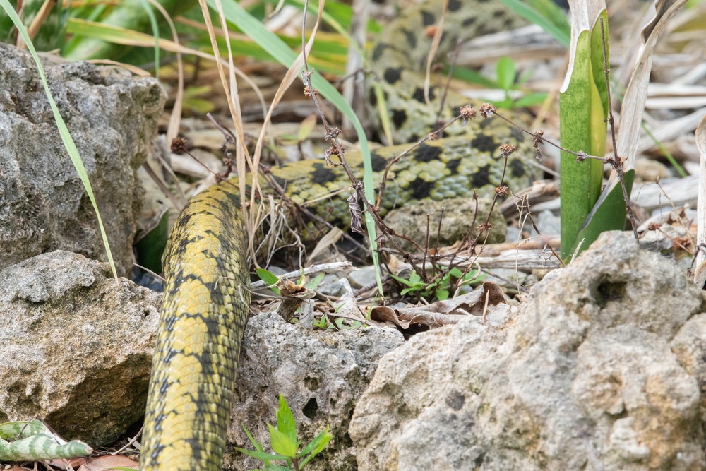 Okinawa Snake Safety 101