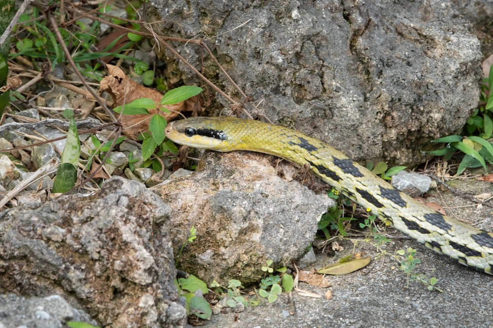 Okinawa Snake Safety 101