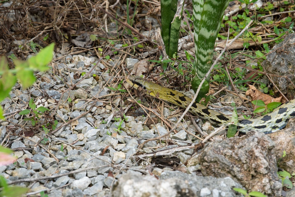 Okinawa Snake Safety 101