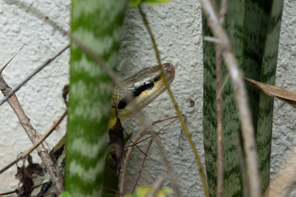 Okinawa Snake Safety 101