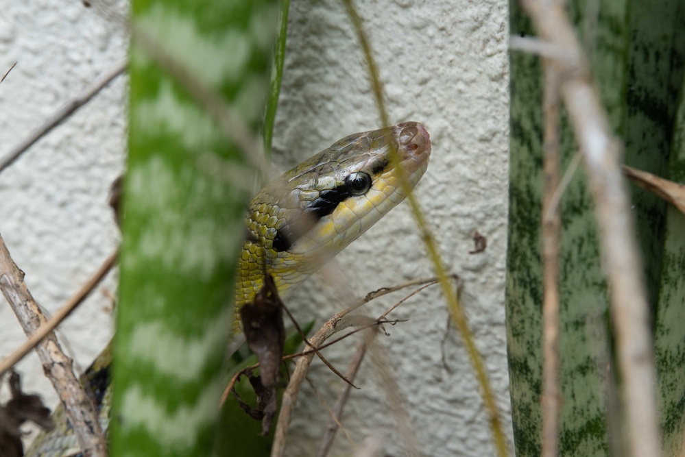 Okinawa Snake Safety 101