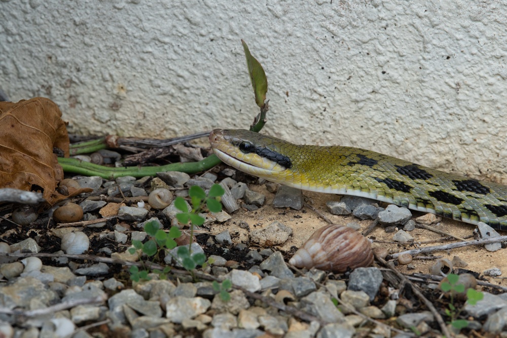 Okinawa Snake Safety 101