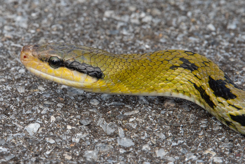 Okinawa Snake Safety 101