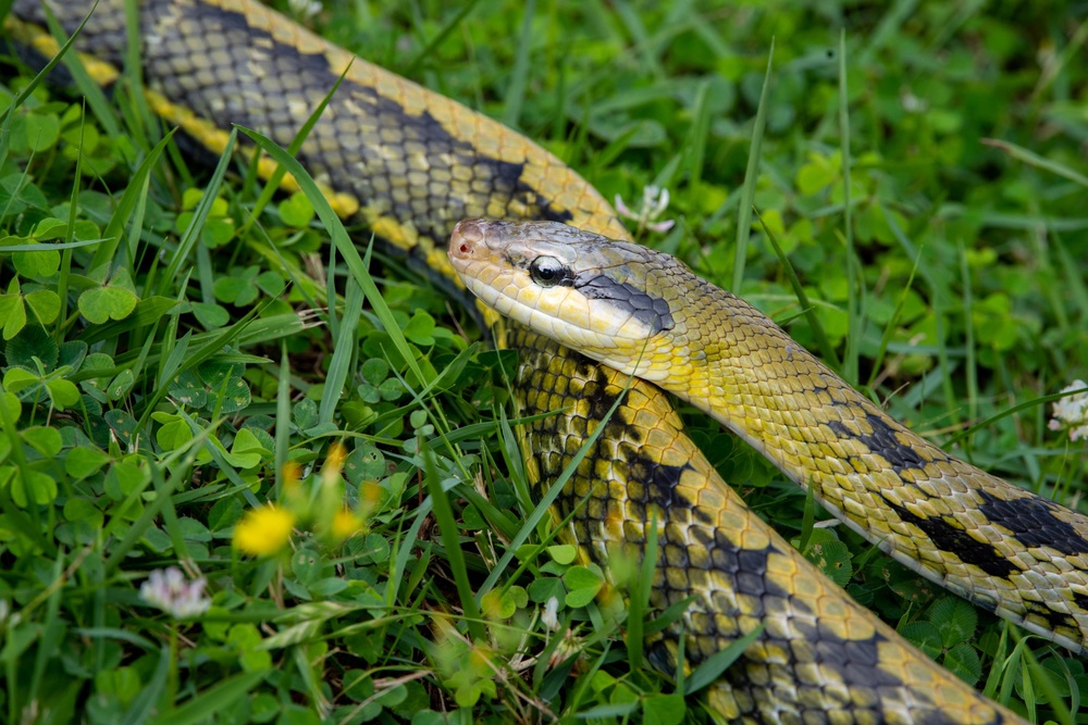 Okinawa Snake Safety 101