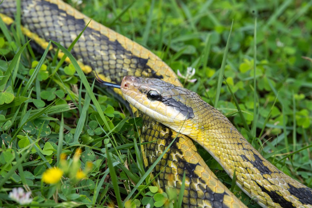 Okinawa Snake Safety 101