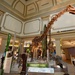 National Fossil Hall 'Deep Time' to reopen June 8 at the National Museum of Natural History