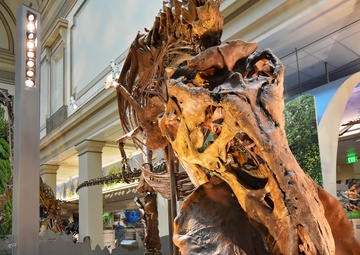 National Fossil Hall 'Deep Time' to reopen June 8 at the National Museum of National History