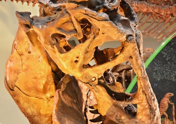 National Fossil Hall 'Deep Time' to reopen June 8 at the Smithsonian National Museum of Natural History