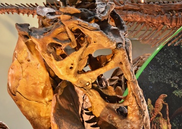 National Fossil Hall 'Deep Time' to reopen June 8 at the Smithsonian National Museum of Natural History