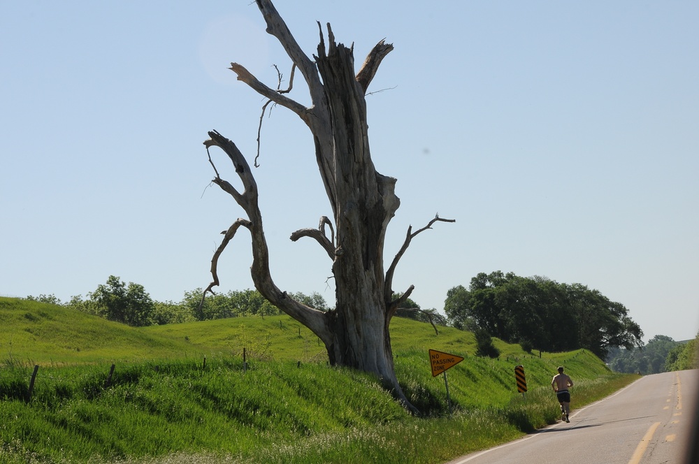 Relay Iowa tree