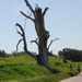 Relay Iowa tree