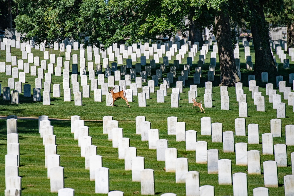 United States Soldiers’ and Airmen’s Home National Cemetery