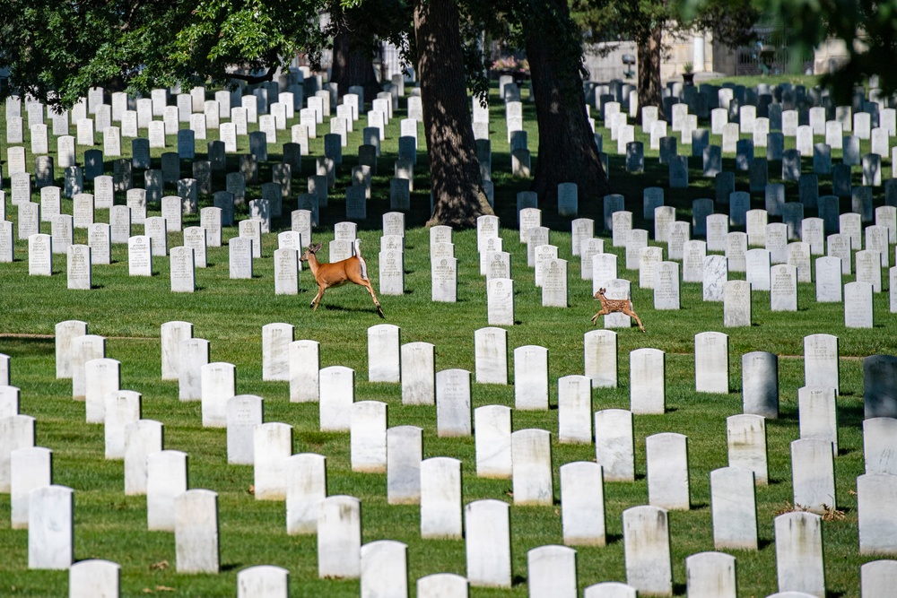 United States Soldiers’ and Airmen’s Home National Cemetery