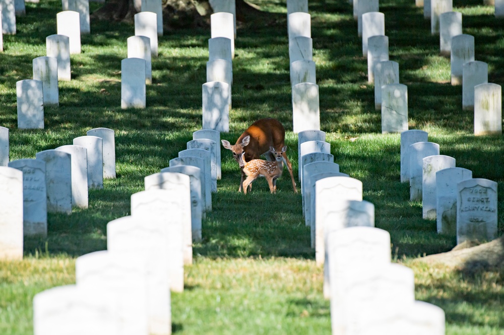 United States Soldiers’ and Airmen’s Home National Cemetery