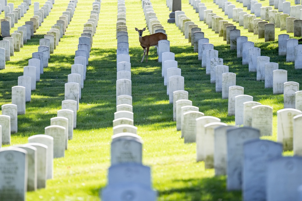 United States Soldiers’ and Airmen’s Home National Cemetery