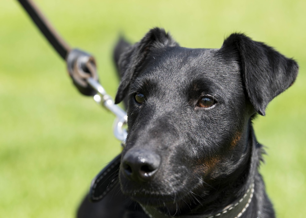 Little Dog Walks Tall at NSA Naples