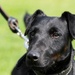 Little Dog Walks Tall at NSA Naples
