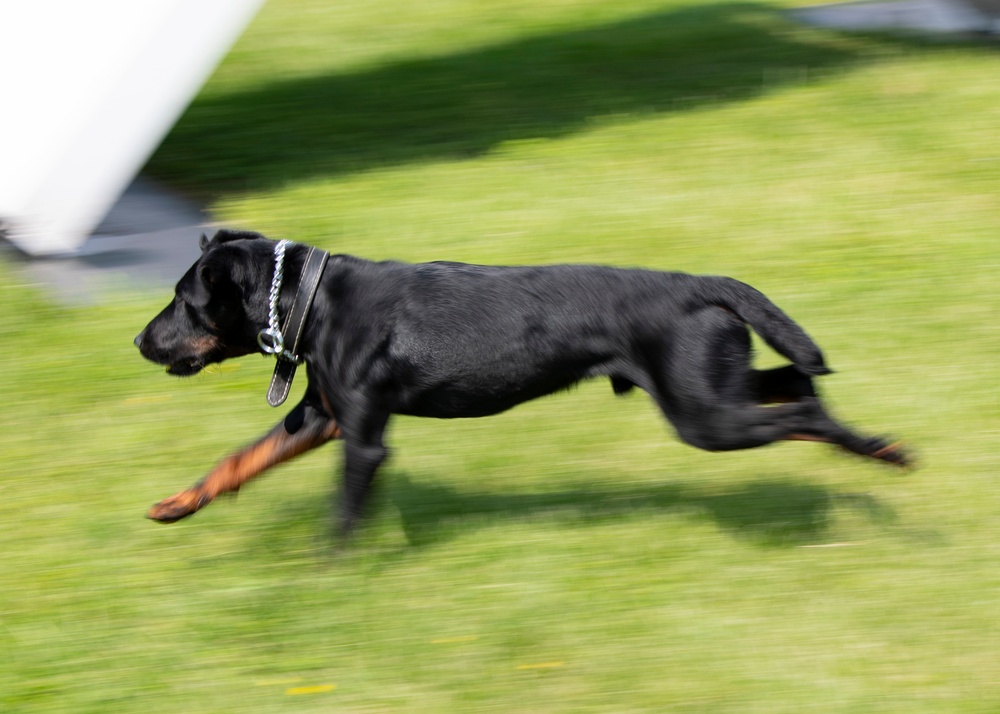 Little Dog Walks Tall at NSA Naples