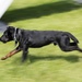 Little Dog Walks Tall at NSA Naples