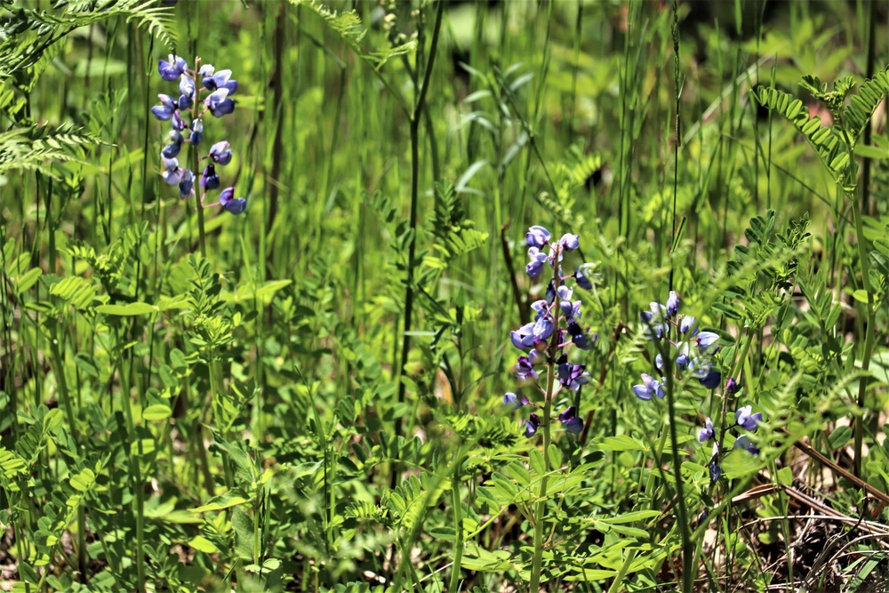 Lupine flowers support butterfly habitat at Fort McCoy