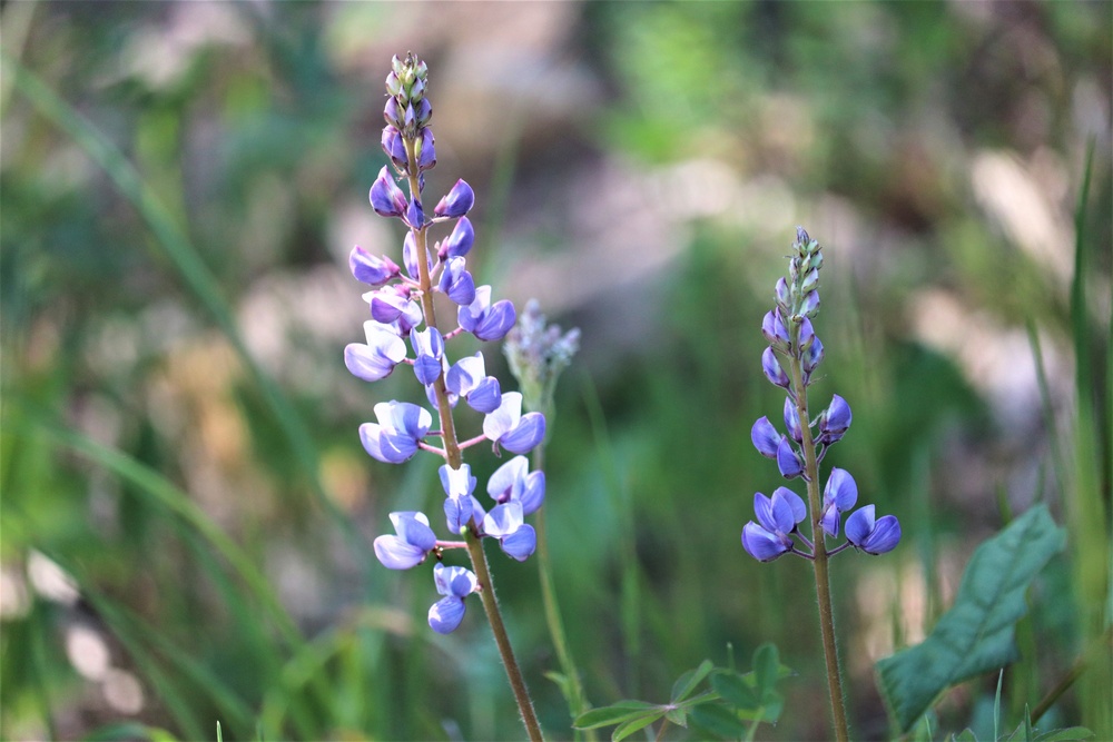 Lupine flowers support butterfly habitat at Fort McCoy