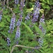 Lupine flowers support butterfly habitat at Fort McCoy