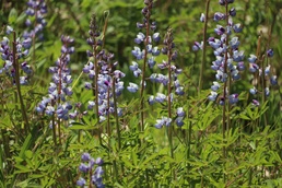 Lupine flowers support butterfly habitat at Fort McCoy