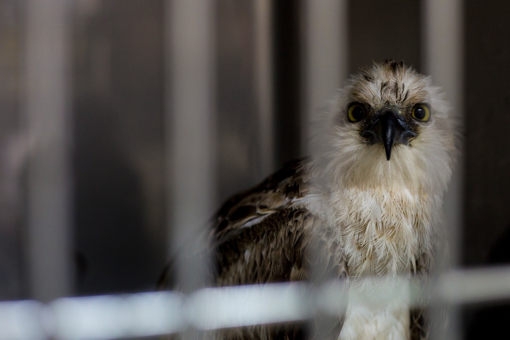 Migratory bird found in unsuspecting place