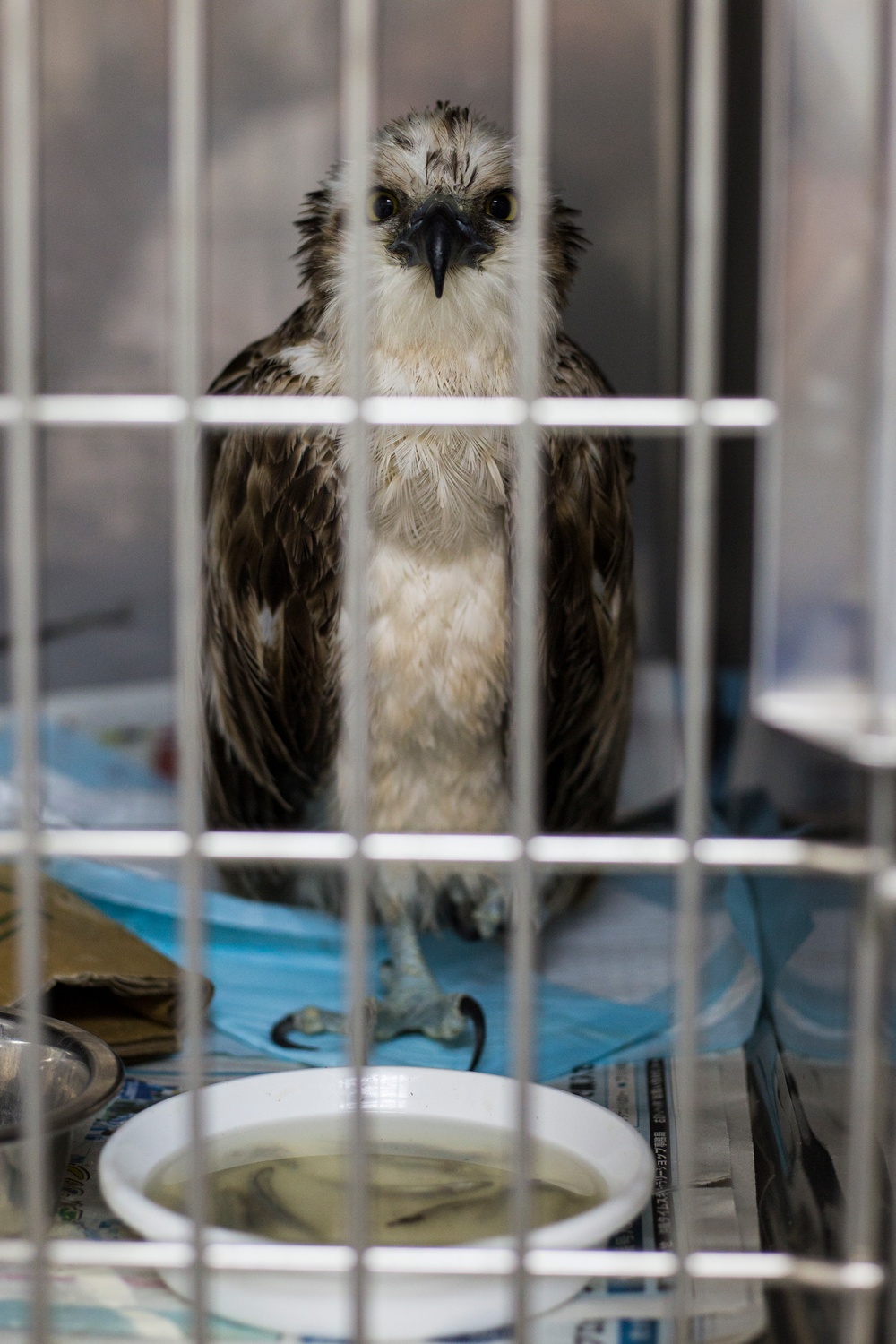 Migratory bird found in unsuspecting place