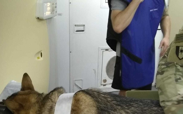 Treating Military Working Dogs