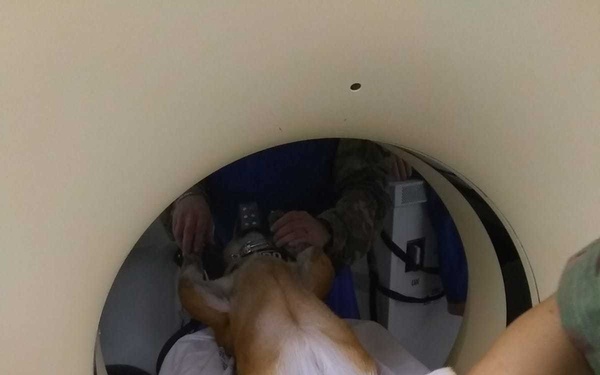 Treating a Military Working Dog