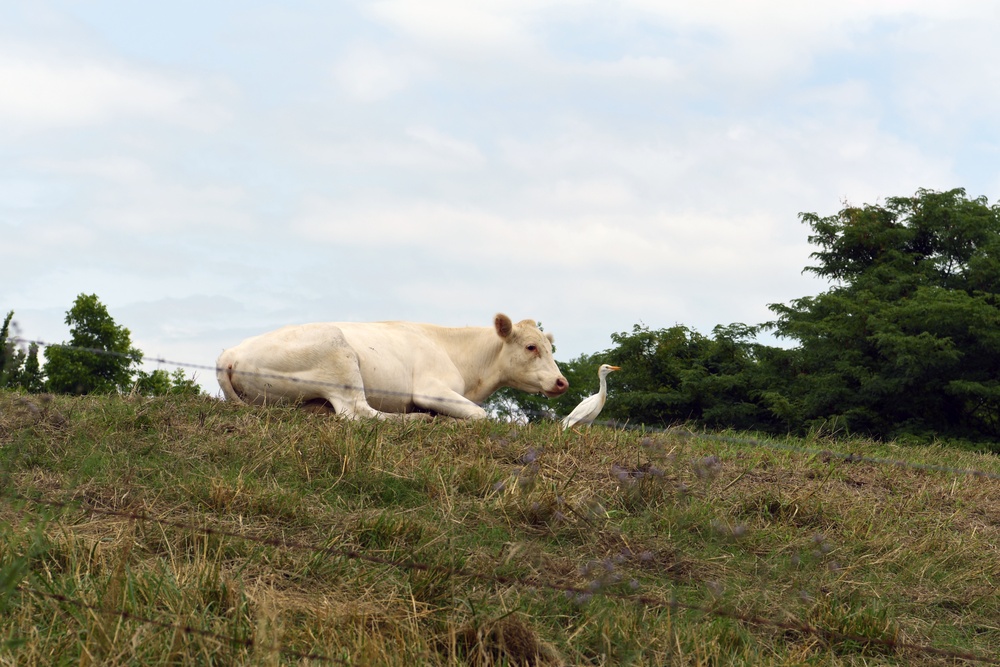 Livestock is Displaced on a Levee