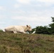 Livestock is Displaced on a Levee