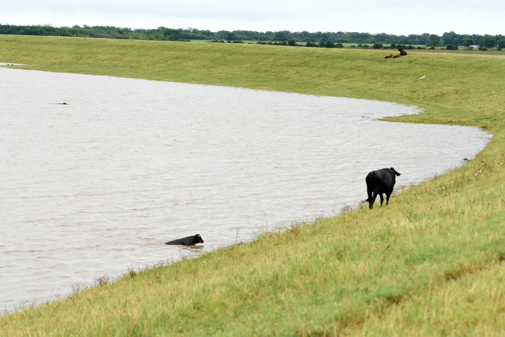 Livestock are Displaced On Levees Due To Flooded Pastures