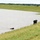 Livestock are Displaced On Levees Due To Flooded Pastures