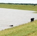 Livestock are Displaced On Levees Due To Flooded Pastures