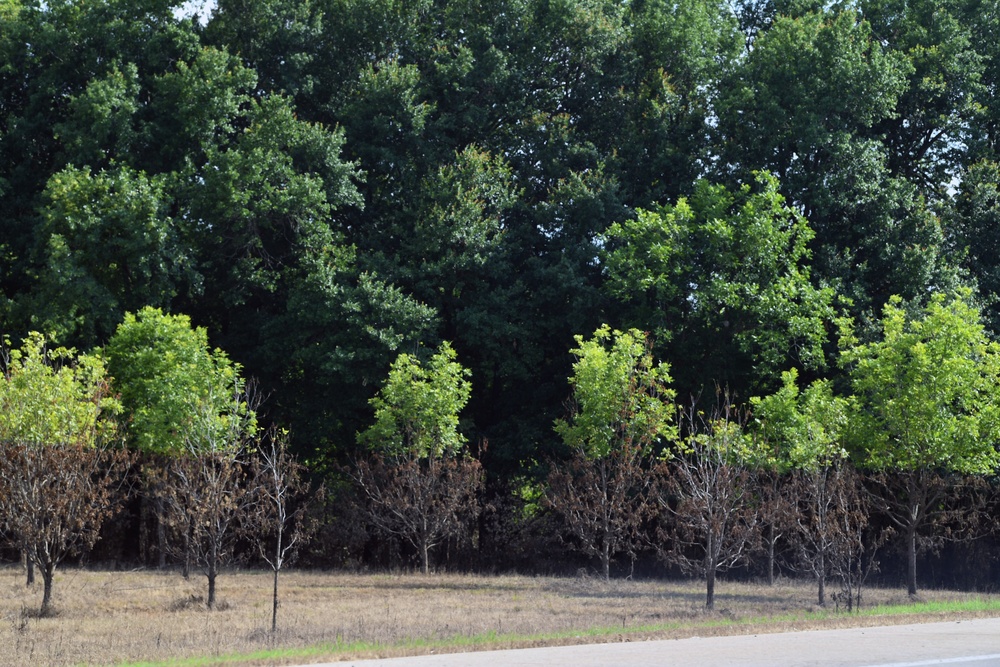 Water Marks Are Seen on Trees in Areas Impacted by the Recent Flooding