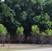 Water Marks Are Seen on Trees in Areas Impacted by the Recent Flooding