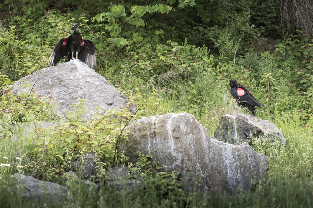 167th, Argos, USDA continue black vulture research