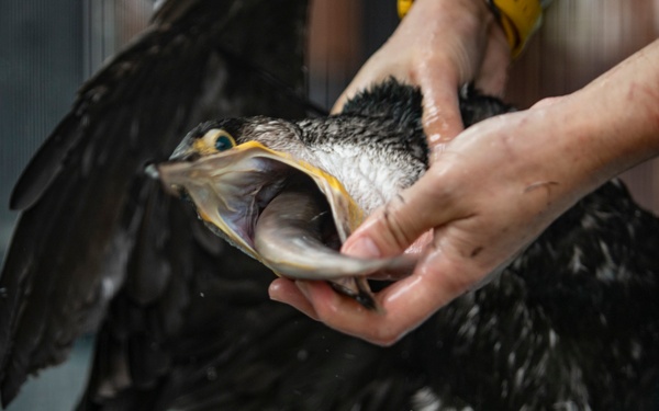 Air station families try Ukai